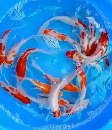 Kohaku butterfly Fishes — photo 3