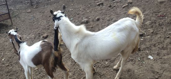 Kota Goat