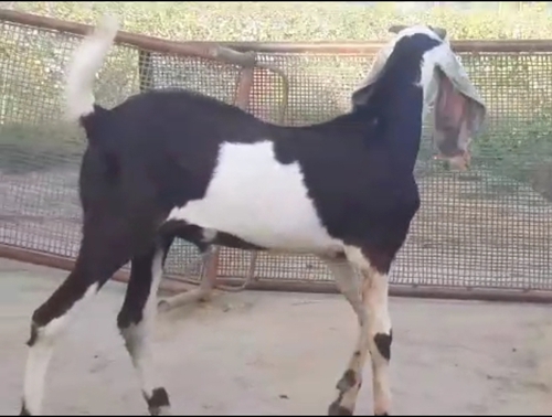 Beetal Bakra — photo 4