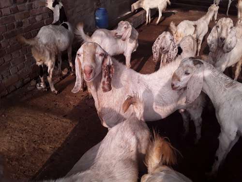 Sojat Goat — photo 4