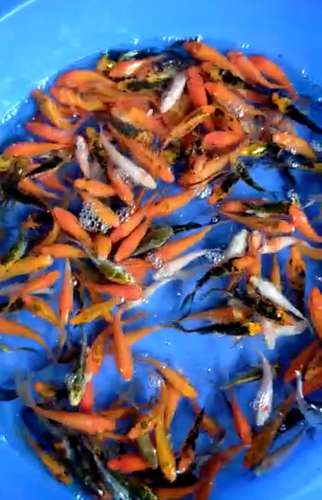 Koi  Fishes — photo 4