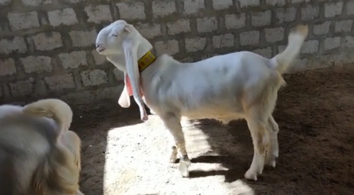 Haydrabadi Goats — photo 2