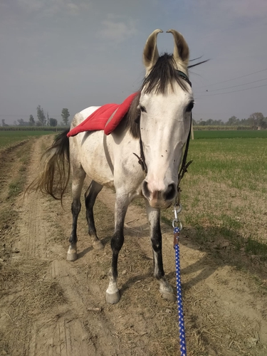 Marwari Horse