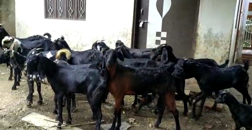 Cutting Goat — photo 2