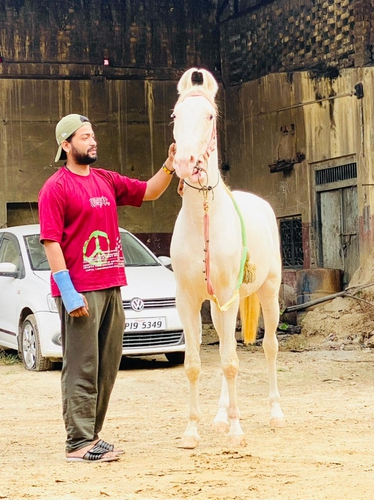 Nukra Horse
