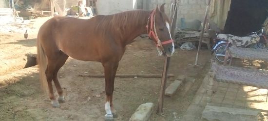 Sindhi Horse — photo 2