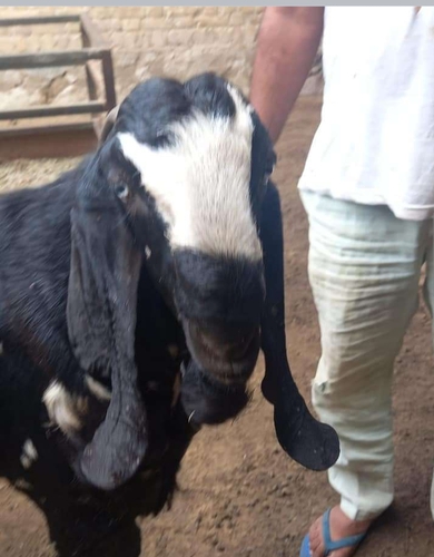 Betal breeder goat — photo 4