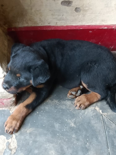 Rottweiler Puppy — photo 2