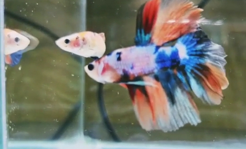 Fish — Fish, Kolkata, India