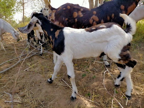 Gujari kids Goat — photo 2