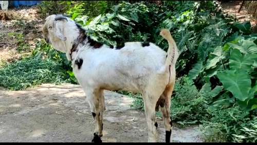 2 Goat — photo 2
