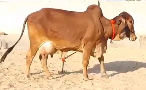 Gir Cow — photo 4