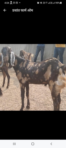  Goat — photo 2