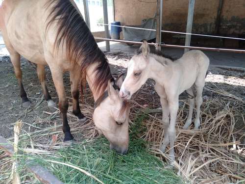 Sindhi Horse — photo 3