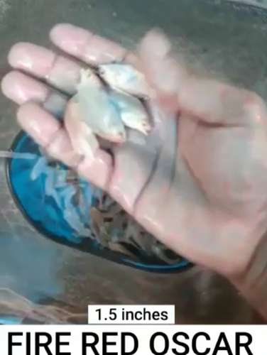 Fire Red Oscar Fish in kerla