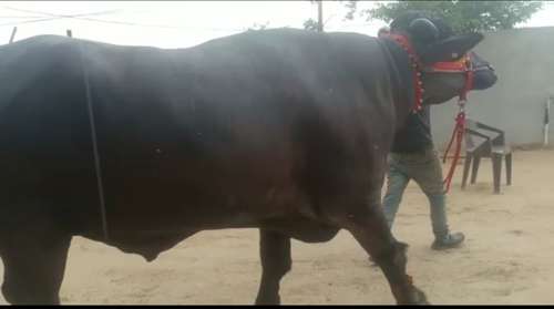 Murrha bull — Buffalo for sale in Delhi, Delhi, India