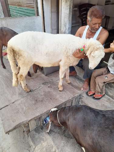 Sheep (bhed)