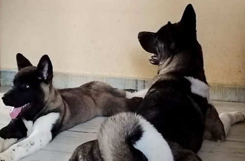 American Akita puppy