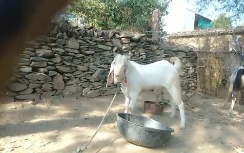 Goat — Goat, Rajasthan, India
