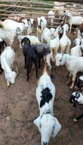 Nati Goat — photo 3