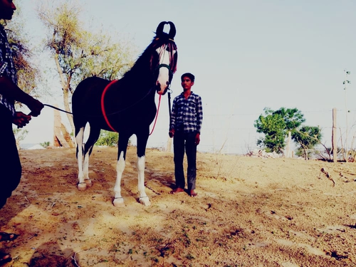 Marwadi Horse 🐎 — photo 5