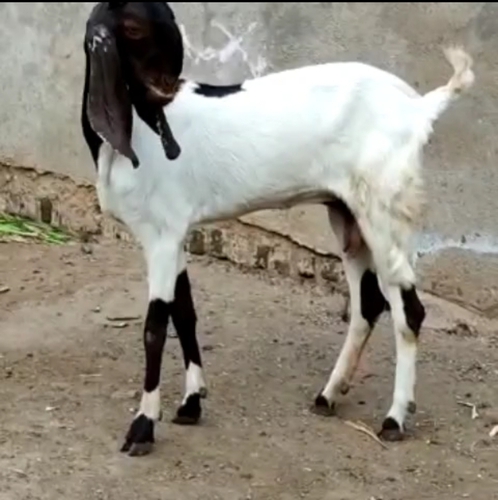 Desi Goat  — photo 2