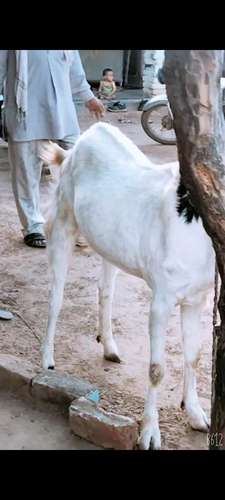 Ajmeri and Sirohi Goat — photo 2