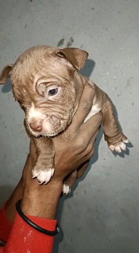 American bully dog male