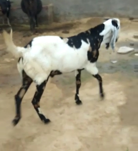 Beetal Goat — photo 2