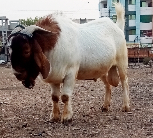 African Boer goat — photo 2