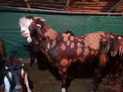 Gujari Goat — photo 4