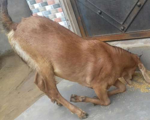 Goat male sirohi