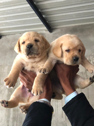Labrador puppies
