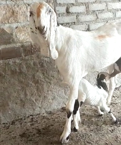 Goat — photo 2