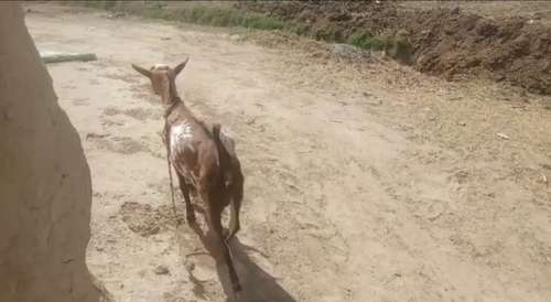 Barbari Goat — photo 4