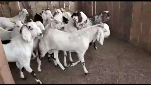 Sojat Goat