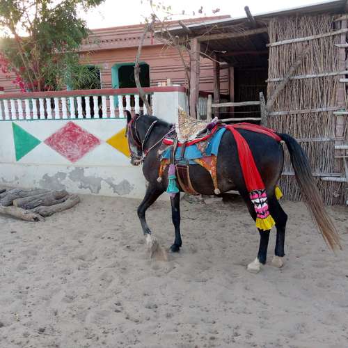  Marwadi Horse — photo 2