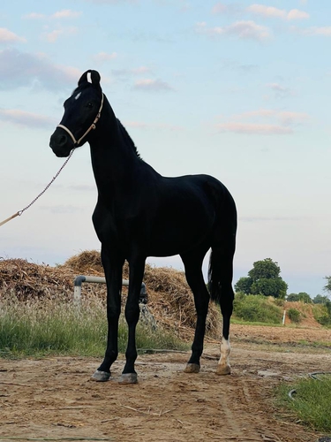 Marwari Horse — photo 2