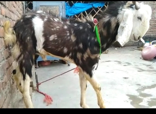 Gujri Goat — photo 2