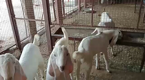 Goats