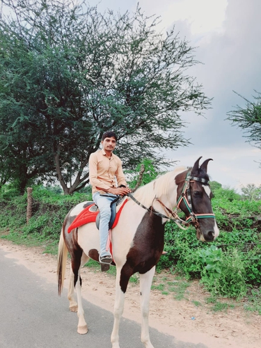 Devali line  Horse — photo 2