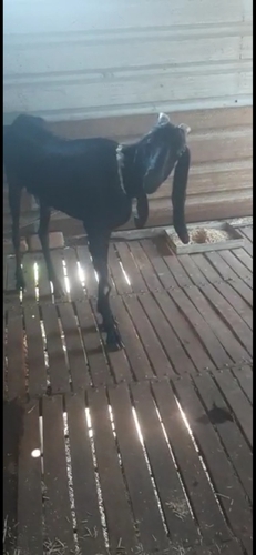  4 Goats Beetal and Hyderabadi  — photo 6
