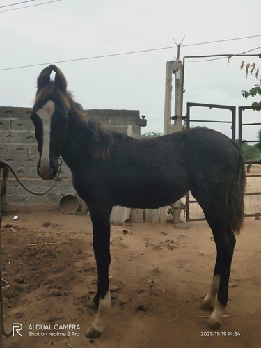 Marwari horse — photo 3