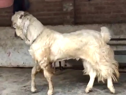 Hansa Goat — photo 2