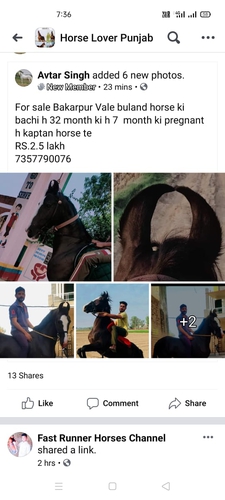Marwari Horse — photo 5