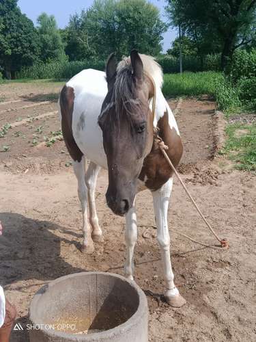 Ablak Horse — photo 2