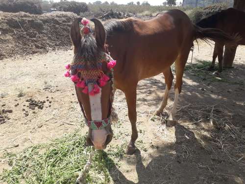 Kathiyawadi horse — photo 3