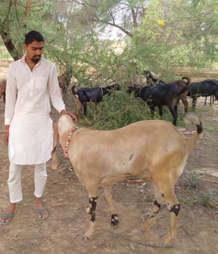 Kota goat male