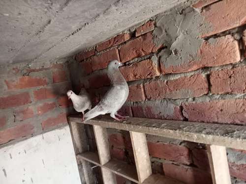 Pigeon — photo 5