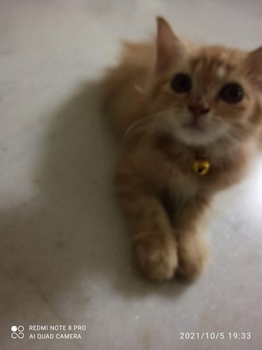 Parsian cat — photo 3